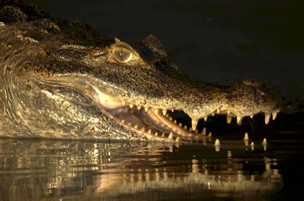 African Nile crocodile