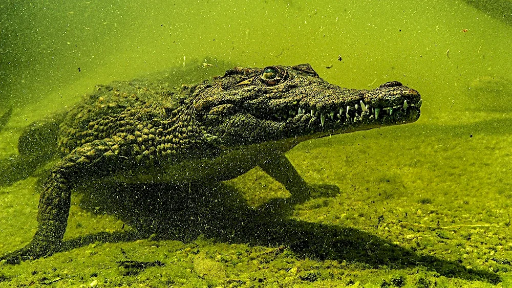 Ramri Island crocodile slaughterhouse