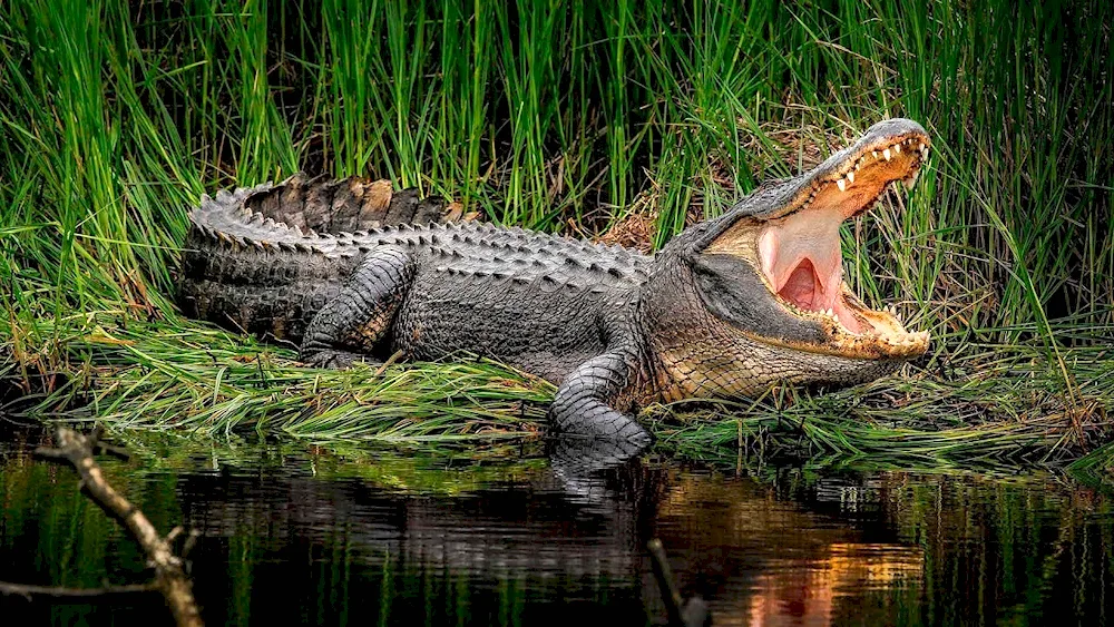 Nile crocodile