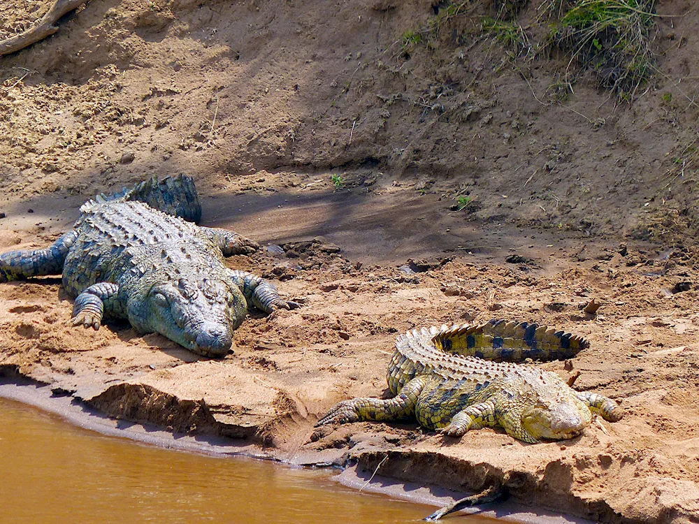 Nile crocodile