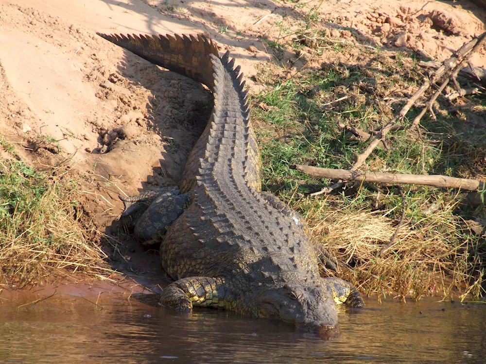 Nile crocodile