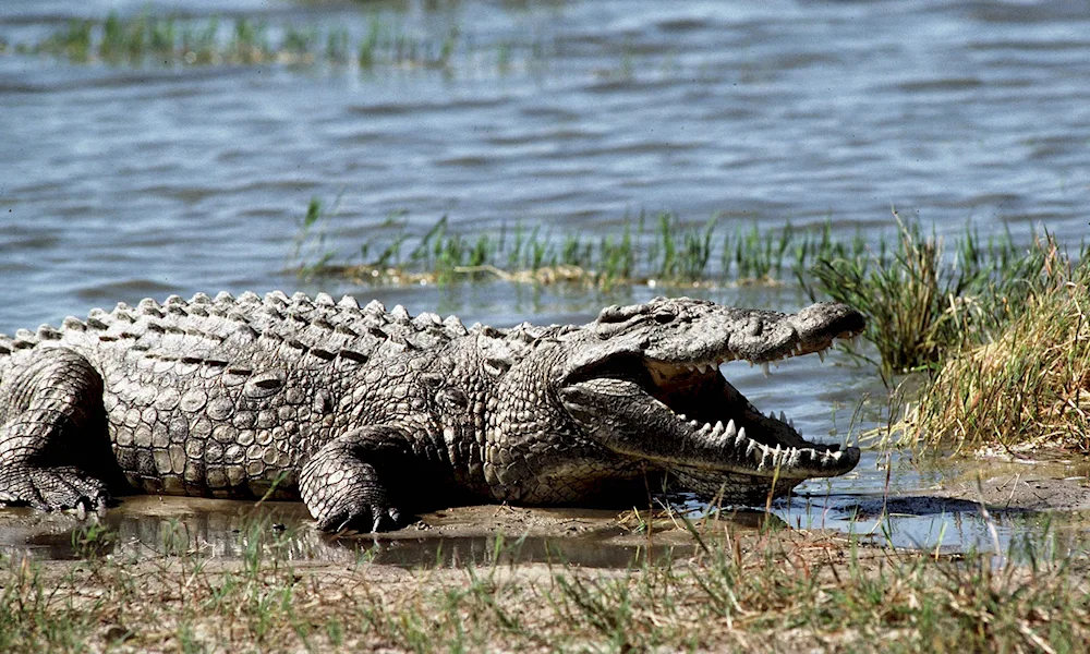 Nile crocodile