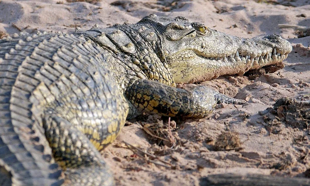 Nile crocodile