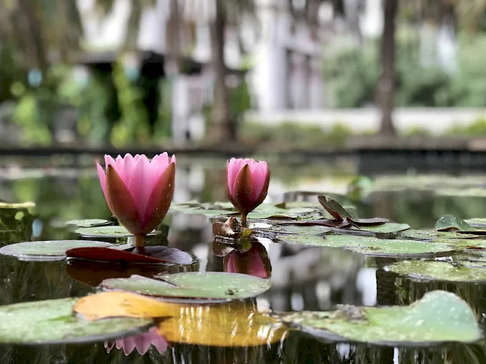 Nymphaea pink sensation