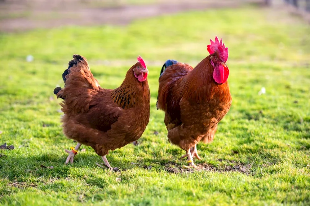 Wild Bank hens