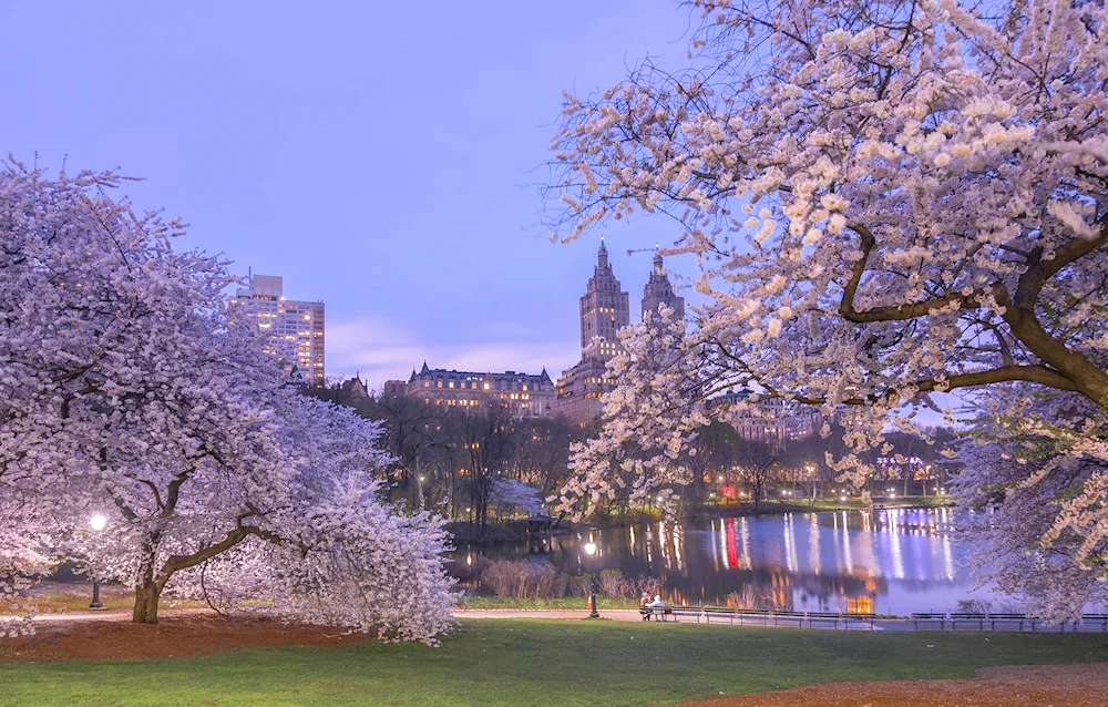 New York Central Park Sakura