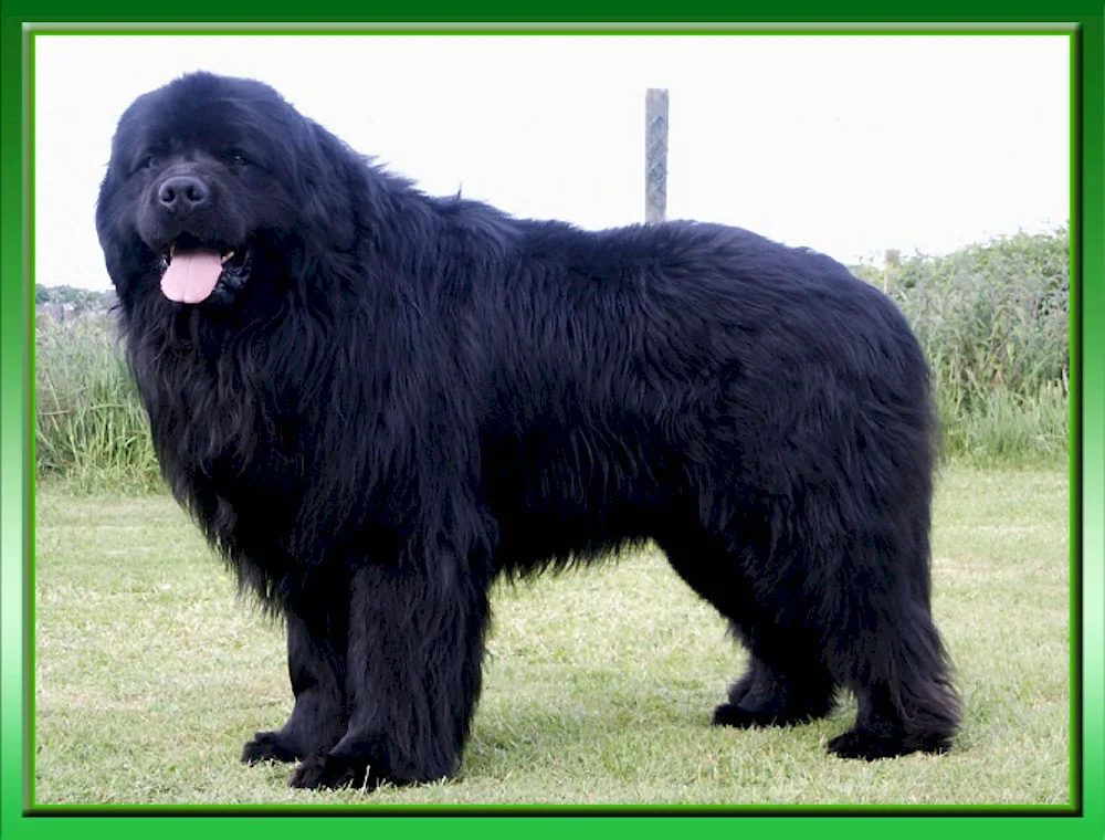 Cockapoo Tibetan Terrier
