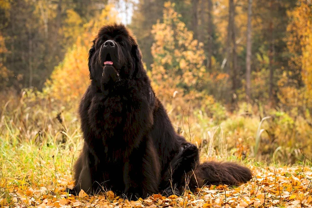 Newfoundland Dog