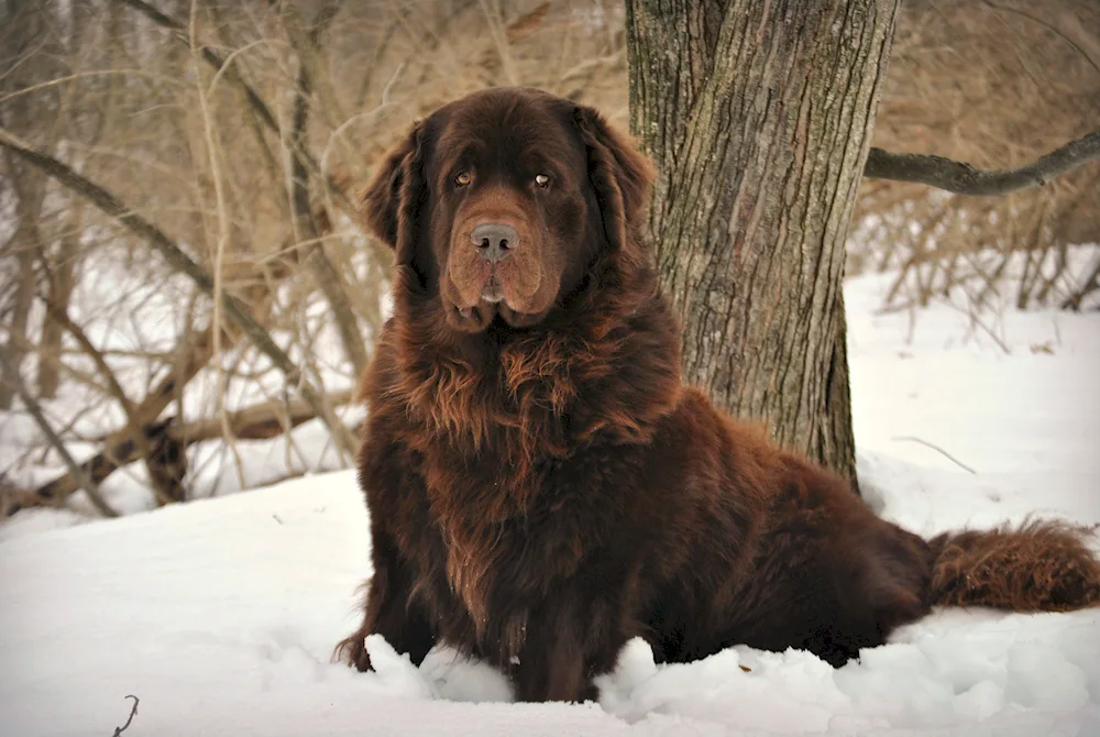 Corso puppy