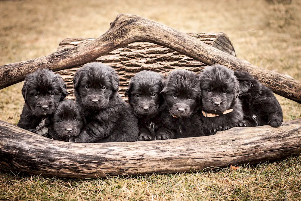 Newfoundland Dog