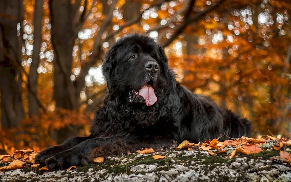 Leonberger