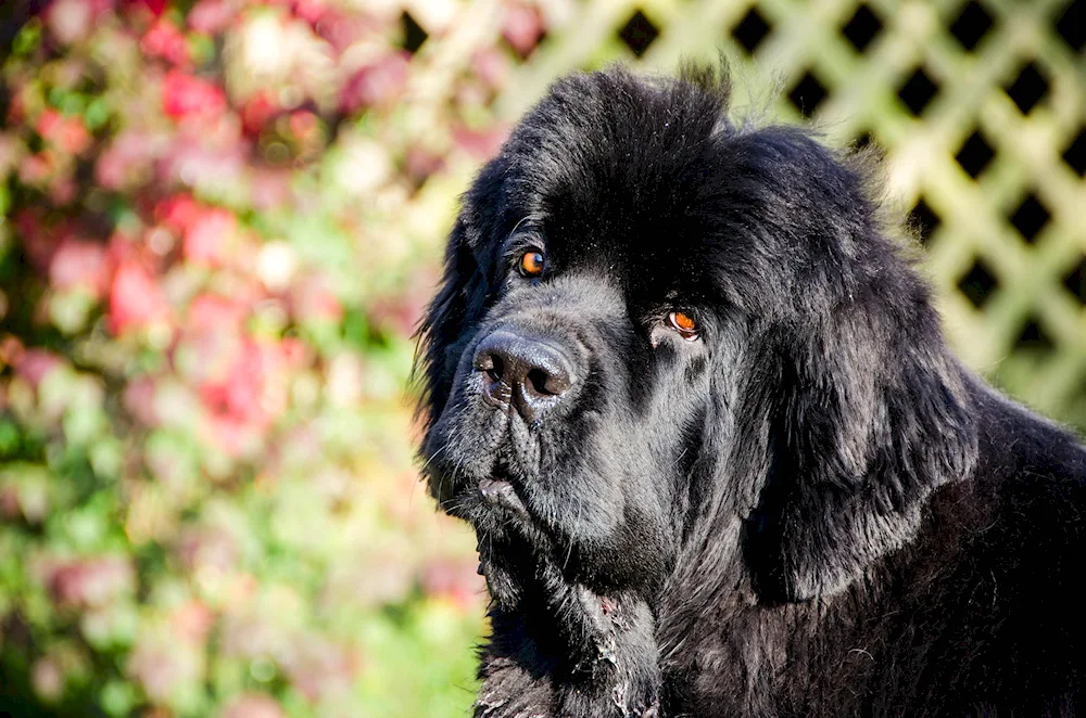 Newfoundland dog