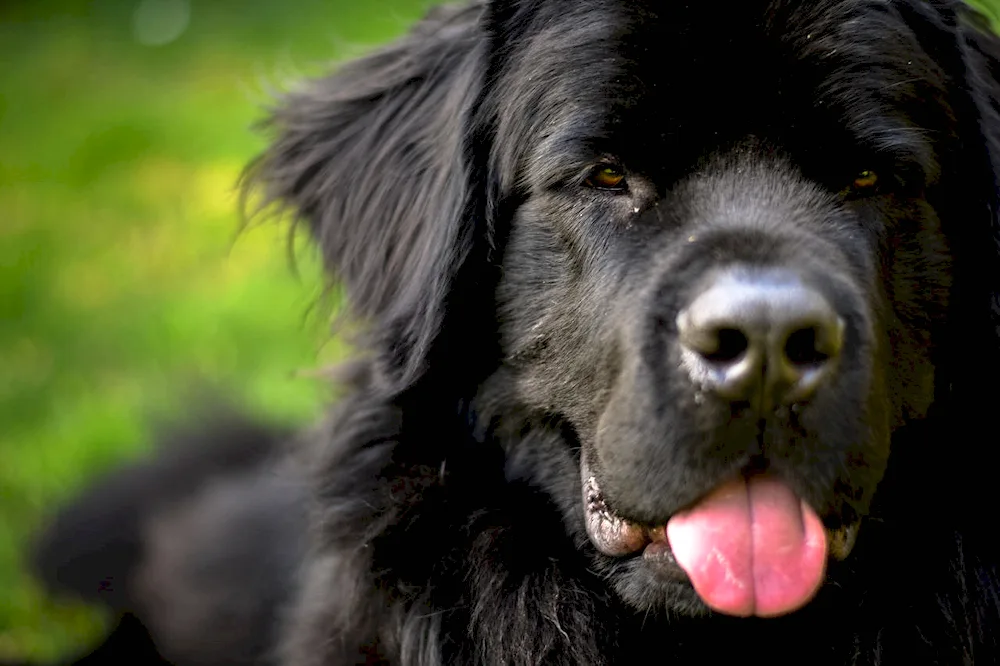 Black Small Mutt Dog