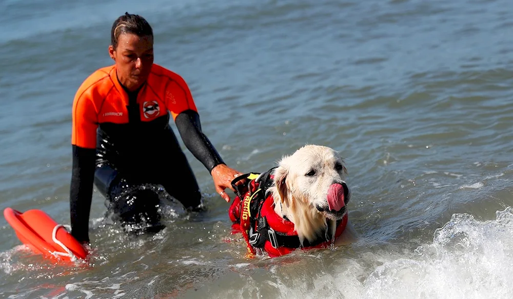 Newfoundland rescue