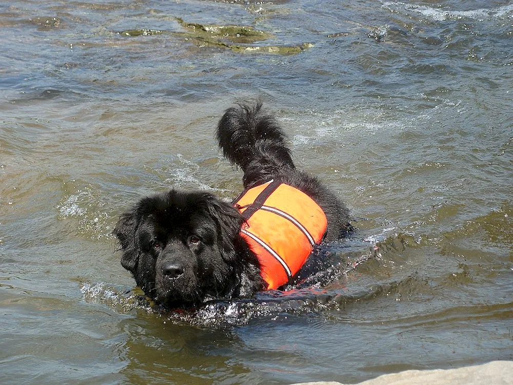 Newfoundland rescue dogs