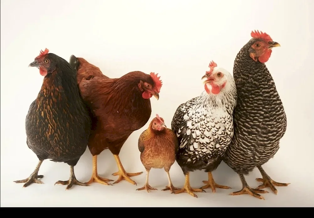 Viandot Goldfinch Black-capped hens