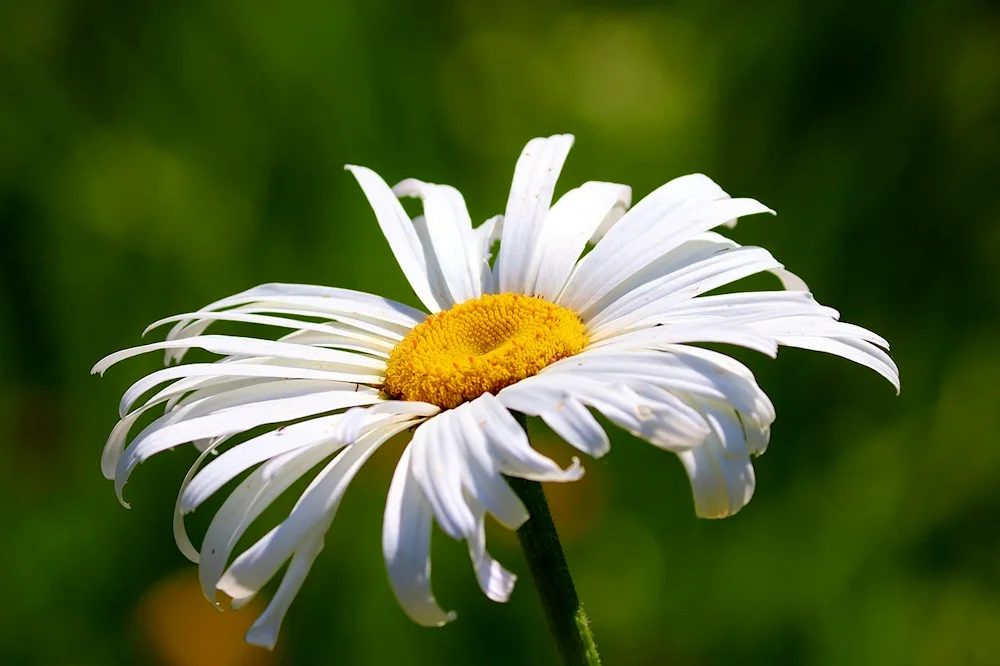 Common Chamomile flowers