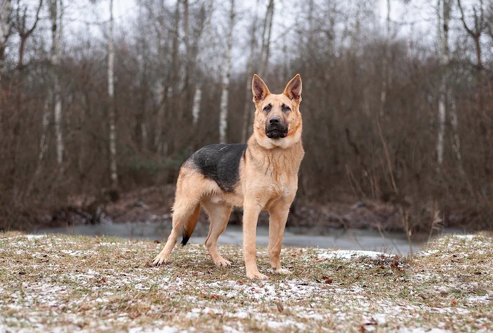 Wolfhound métis husky