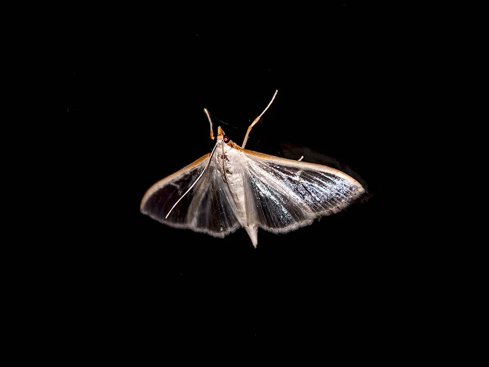 Mulberry silkworm moth