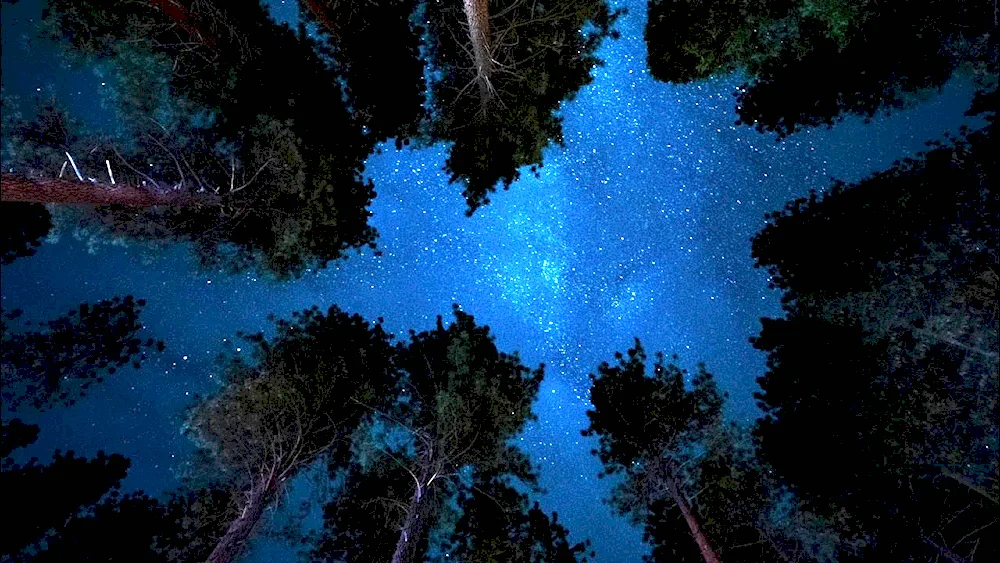 Night Landscape