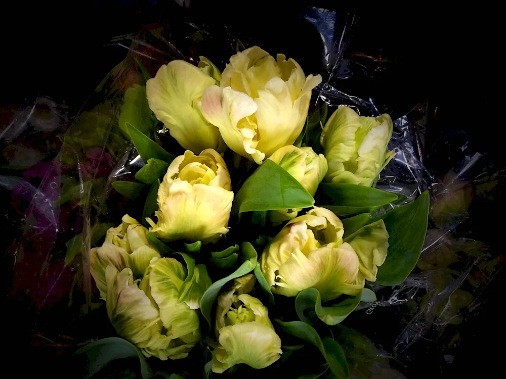 Night bouquet of tulips