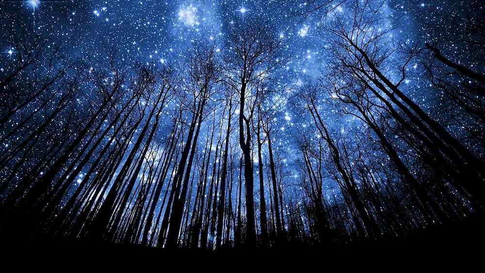 Night forest