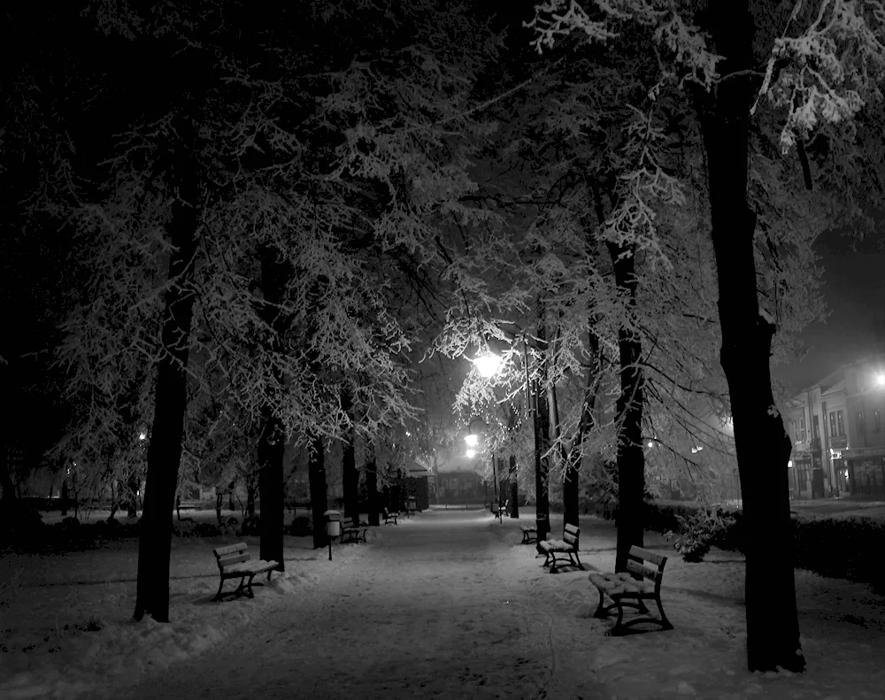 Black and white winter