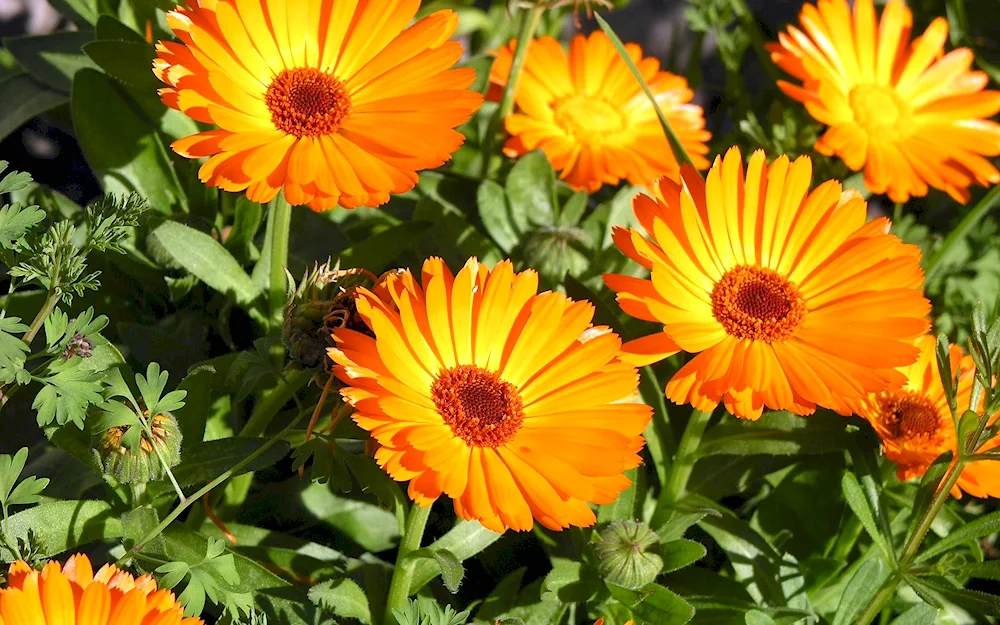 Calendula marigolds