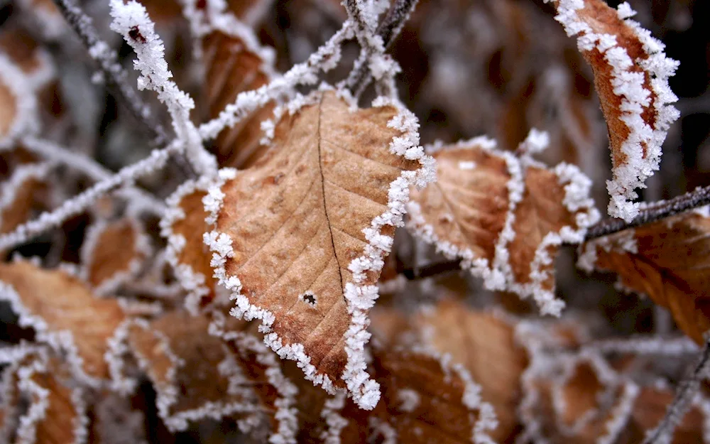 Snowy snow
