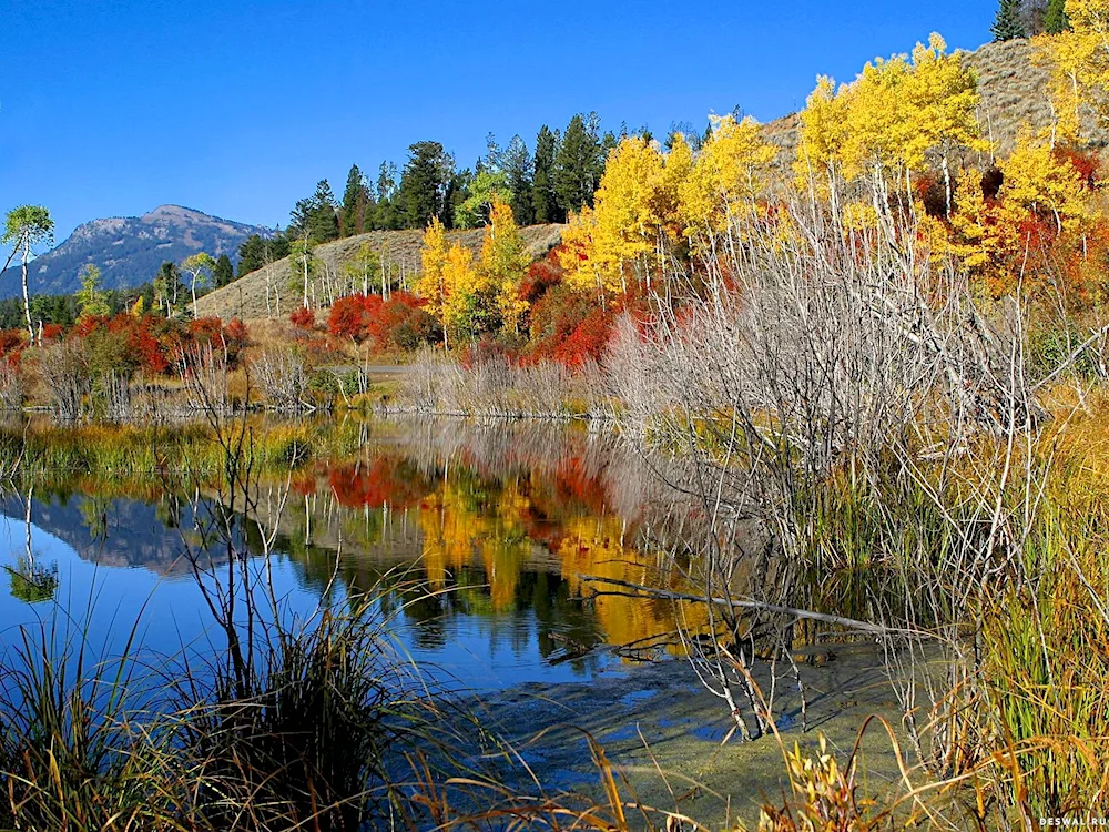 November nature