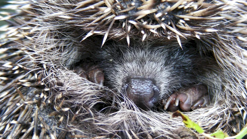 Beating hedgehog