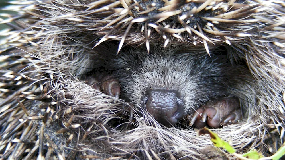 Common hedgehog. Hedgehog