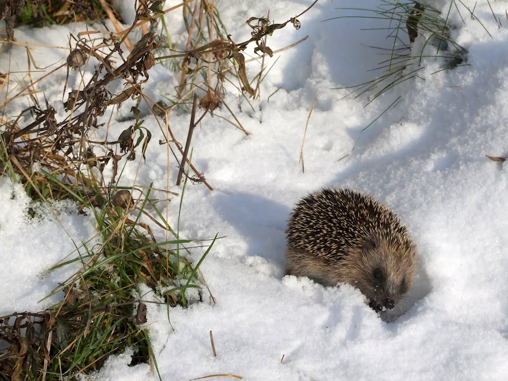 Hedgehog in winter