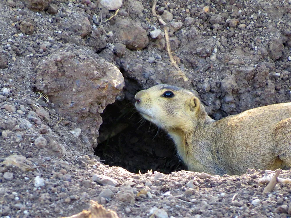 Field dogs Rodents