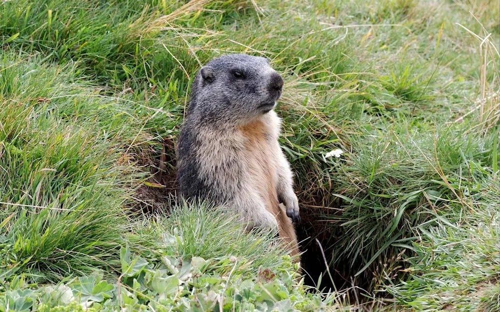 Tarbagan Mongolian marmot