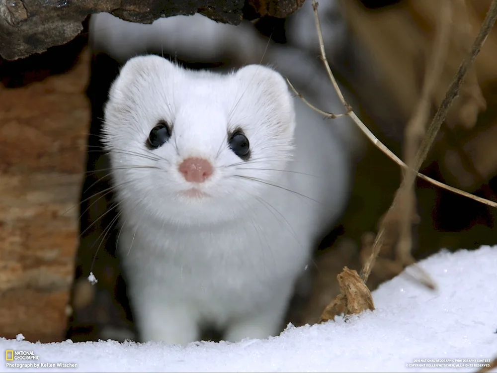 Weasel polecat marten ermine mink