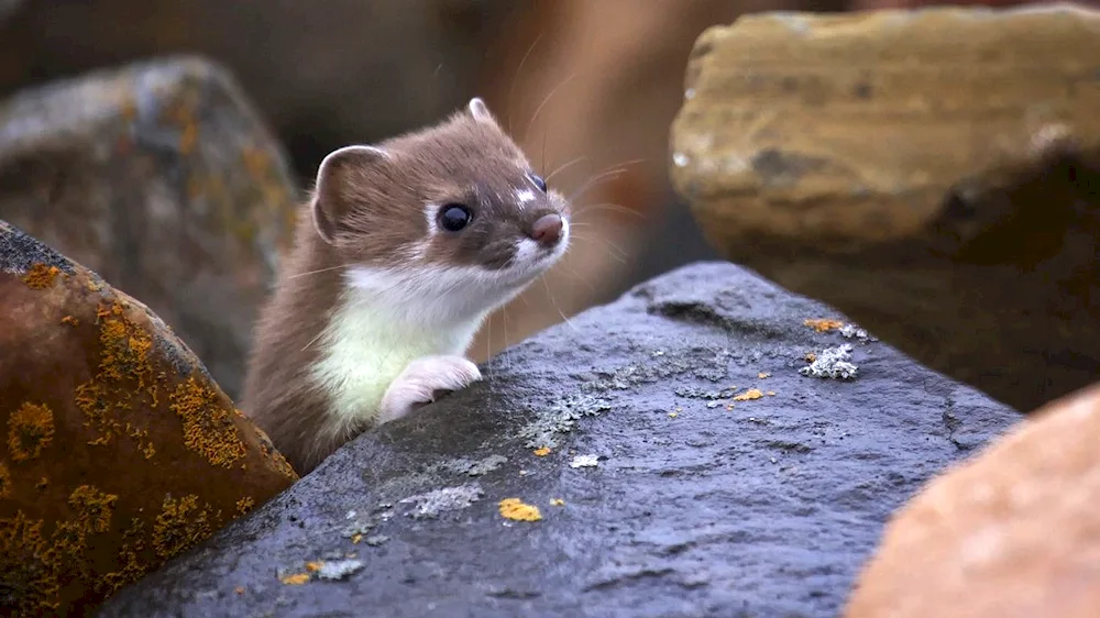 Norca weasel polecat