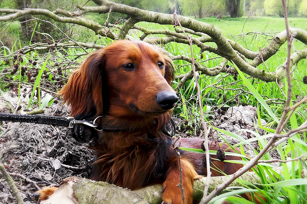 Golden retriever long-haired