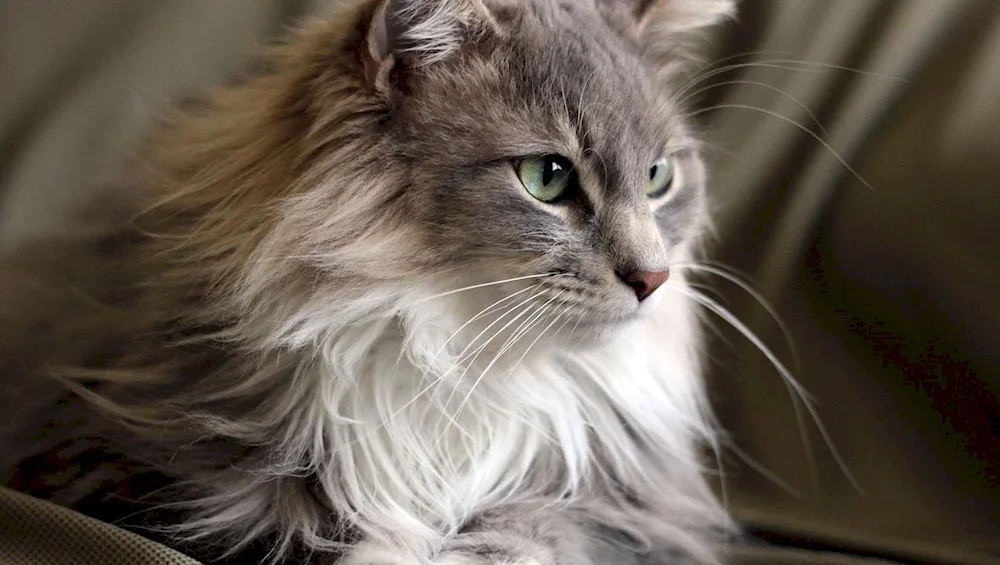 Norwegian long-haired Forest Cat