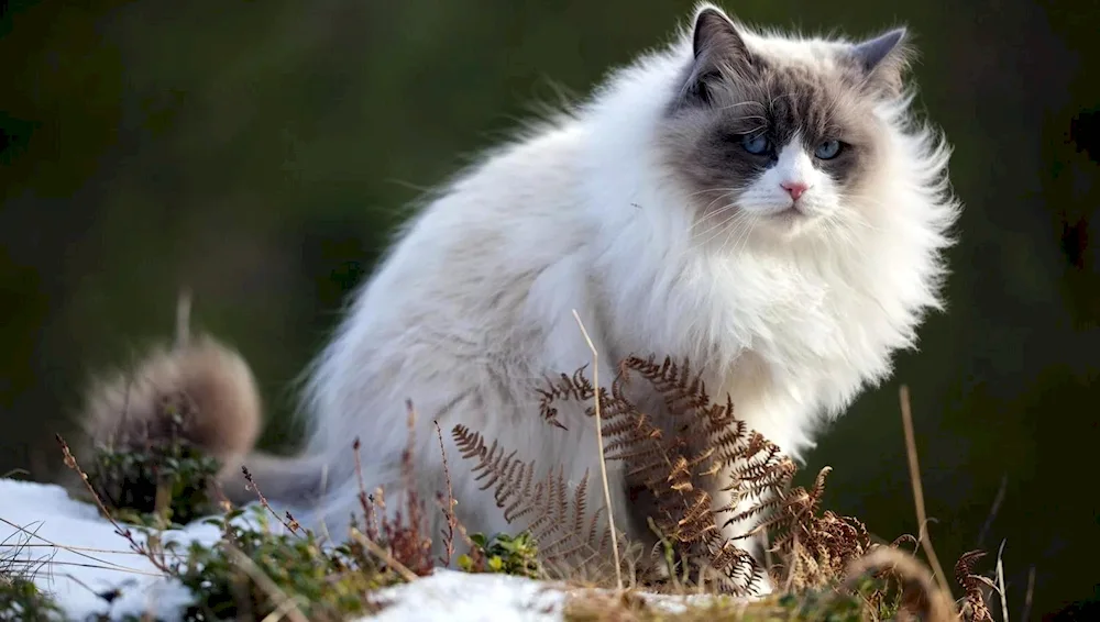 Norwegian long-haired Forest cat