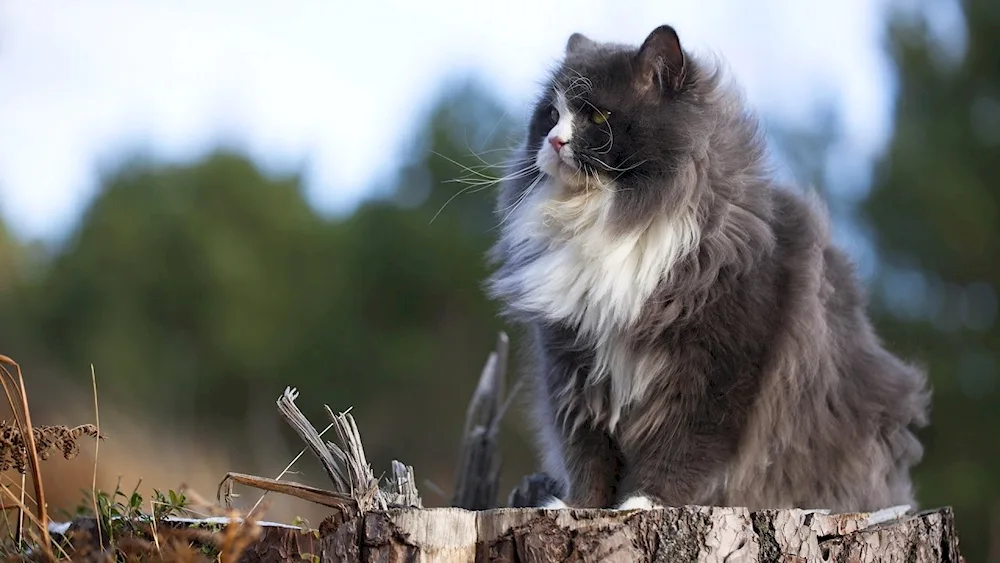 Norwegian longhaired cat. Forest cat