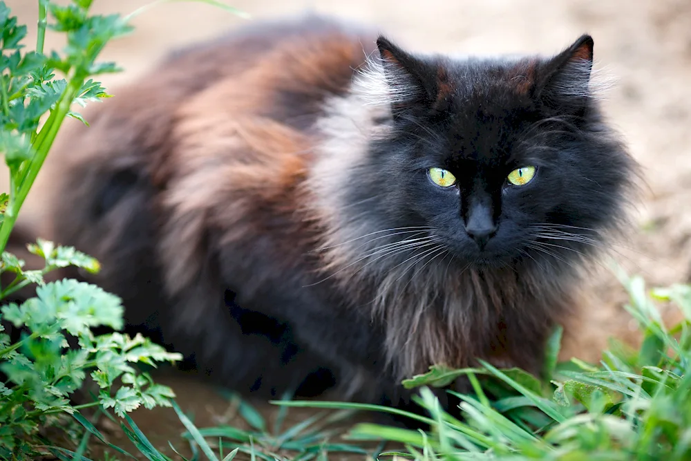 Norwegian longhair Forest cat