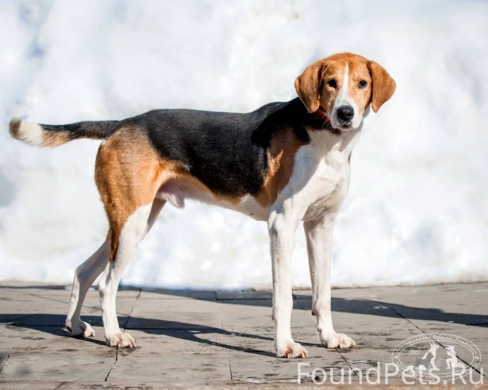 Russian hound puppies