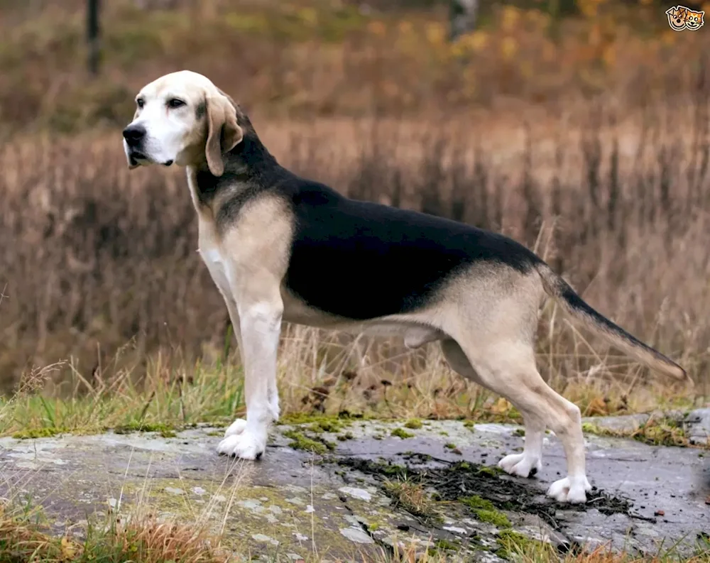 Artois Basset hound