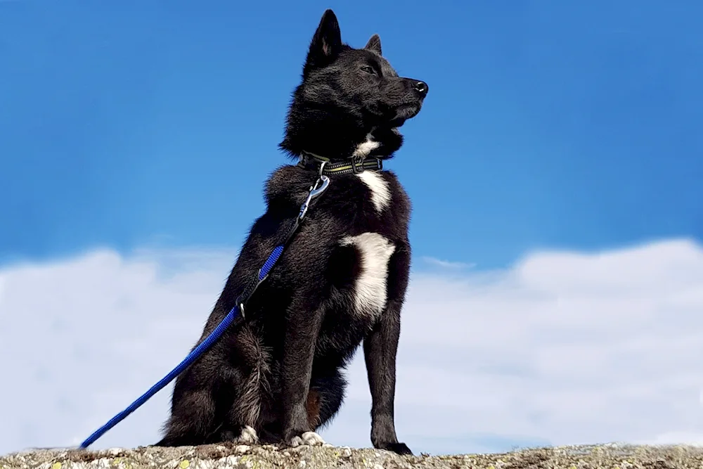 Norwegian husky bauund