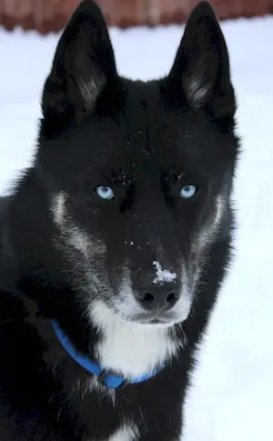 Norwegian husky black