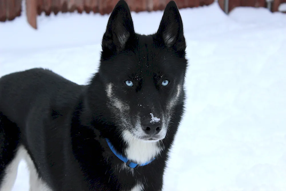 Norwegian husky black