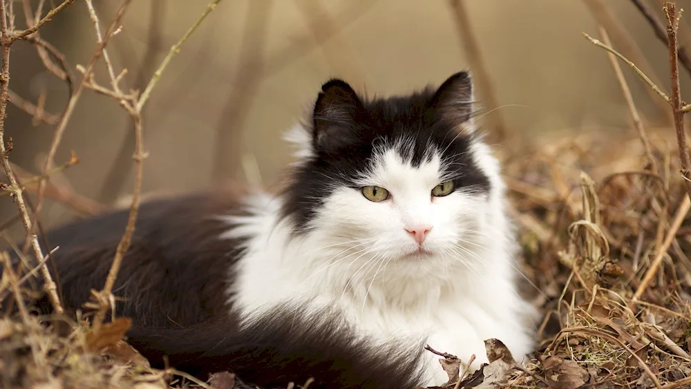 Norwegian Forest bicolour cat