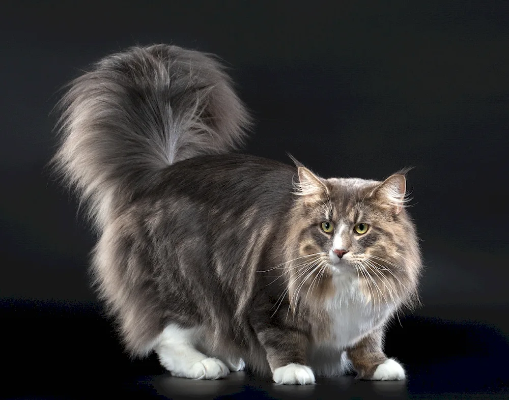 Norwegian Forest cat bicolour