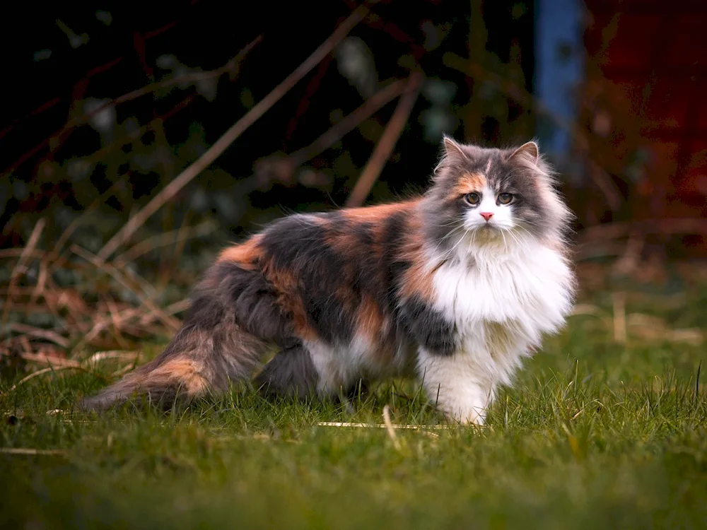 Tricolour Maine Coon cat. Maine Coon